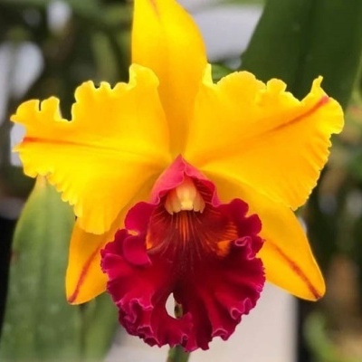 Orquídea amarela com lábio vermelho-escuro e folhas verdes ao fundo