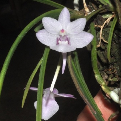 Orquídea branca com apontamentos roxos em flor com raízes aéreas verdes