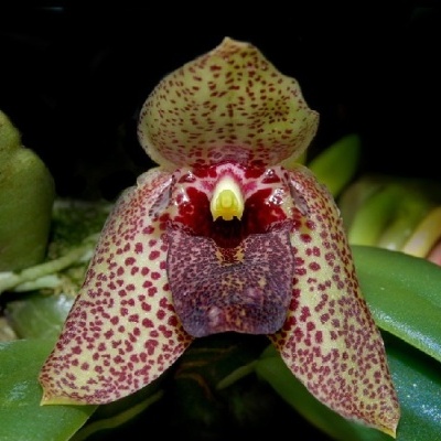 Flor de orquídea amarela com manchas vermelhas e centro roxo