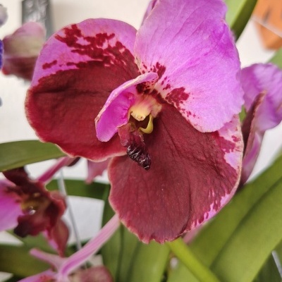 Flor orquídea com pétalas rosas e vermelho escuro