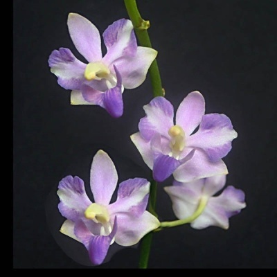 Orquídea lilás com quatro flores em fundo preto