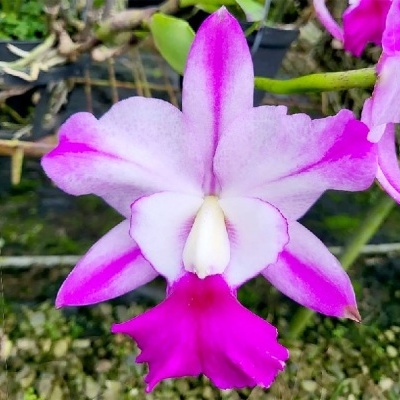 Flor orquídea rosa e branca em fundo natural