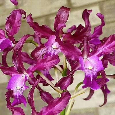 Flores de orquídeas roxas com pétalas onduladas em fundo claro desfocado