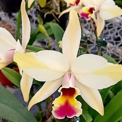 Orquídea creme e amarela com labelo colorido e folhas verdes
