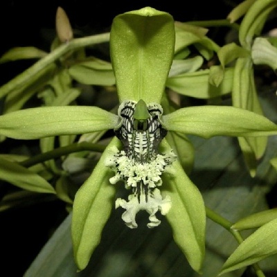 Orquídea verde com padrão preto e branco no meio da flor
