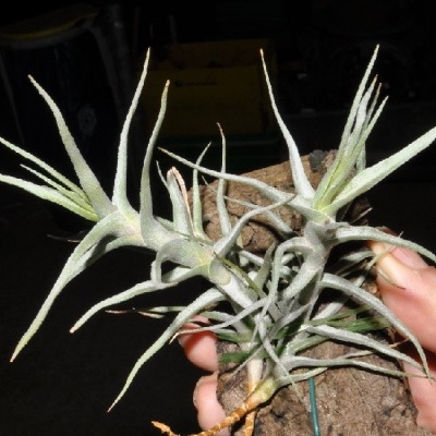 Planta Tillandsia verde acinzentada presa a casca de árvore, mão a segurar