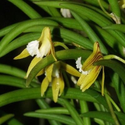 Flor amarela com pétalas finas e folhas verdes cilíndricas
