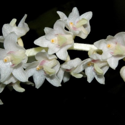 Orquídea branca com rosa e amarelo em haste verde sobre fundo preto