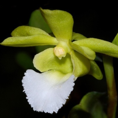 Orquídea com pétalas verde-amareladas e pétala inferior branca.