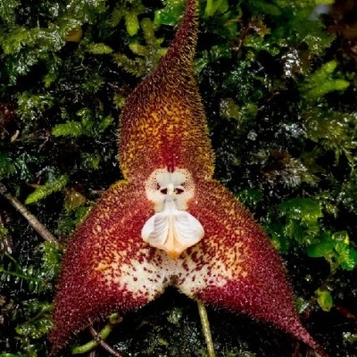 Flor exótica vermelha e amarela com três pétalas pontiagudas sobre folhas verdes