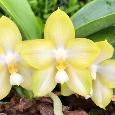 Flores de orquídea amarelas com folhas verdes e solo com cascas de madeira