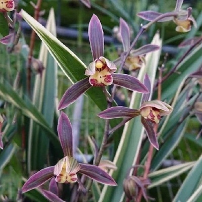 Flores de orquídea roxas e creme com folhas verdes e brancas em jardim