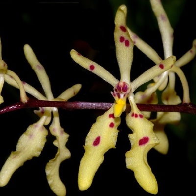 Flor amarela com manchas vermelhas em haste castanha