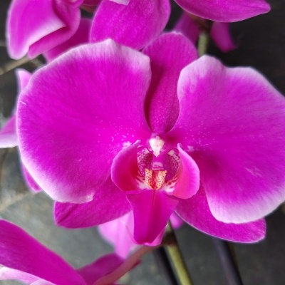 Orquídea rosa e branca com pétalas grandes e texturizadas