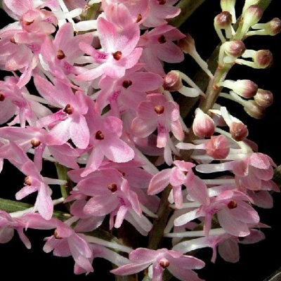 Flores pequenas cor-de-rosa e brancas em ramos