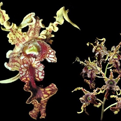 Orquídea com pétalas onduladas em tons de creme e vermelho com padrões intrincados