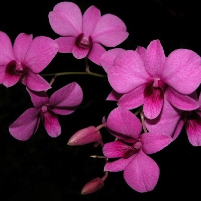 Ramo de orquídeas rosa em fundo preto