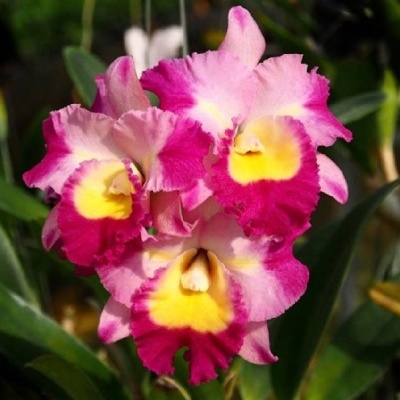 Flores de orquídea cor-de-rosa com centro amarelo em folhas verdes