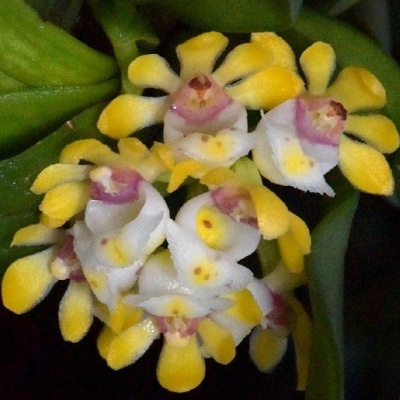 Flor amarela, branca e rosa com folhas verdes
