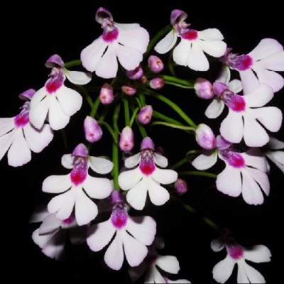 Flores brancas com centro rosa e roxo em fundo preto