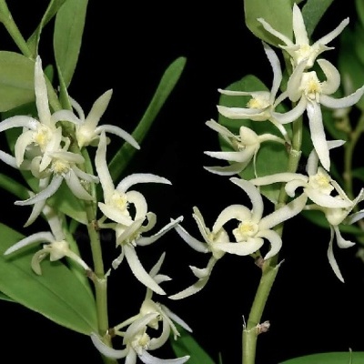 Ramos com folhas verdes e flores brancas pequenas em fundo preto