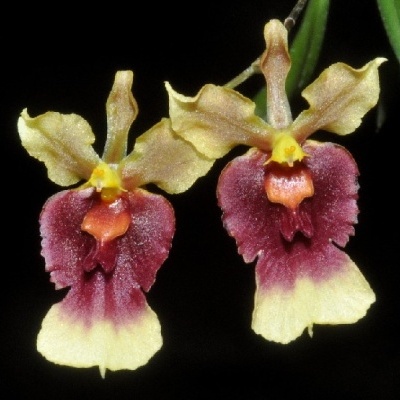 Duas flores de orquídea amarelas e vinho sobre fundo preto