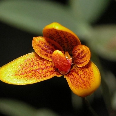 Flor de orquídea amarela com manchas castanhas vermelhas com fundo verde desfocado