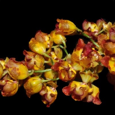 Ramo de flores amarelas e vermelhas sobre fundo preto