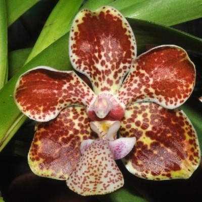 Orquídea castanha e amarela com manchas castanhas em folhas verdes
