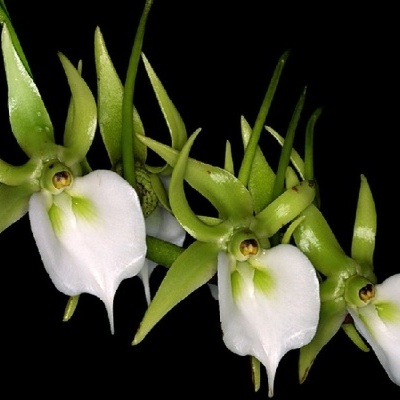 Flores verdes e brancas com pétalas pontiagudas sobre fundo preto
