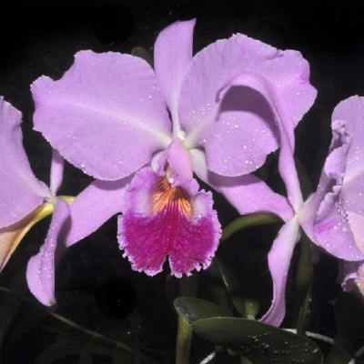 Flores lilás com gotas de água e folhas verdes em fundo escuro