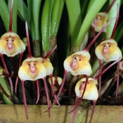 Flores amarelas e vermelhas com forma peculiar e longos apêndices vermelhos em planta verde