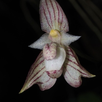 Flor orquídea branca com riscas púrpuras e textura brilhante sobre fundo preto.