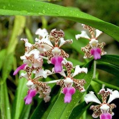 Flor de orquídea branca com manchas castanhas e lábios rosa entre folhas verdes