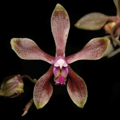Flor de orquídea castanho-avermelhada com centro rosa e branco