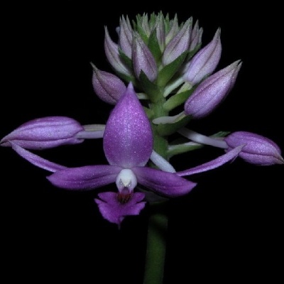 Flor orquídea roxa com botões fechados em fundo preto