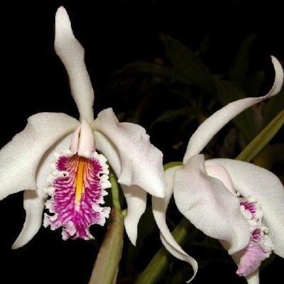 Orquídeas brancas com núcleo roxo e amarelo em fundo preto