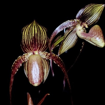 Flor exótica amarela e castanha com riscas verticais sobre fundo preto