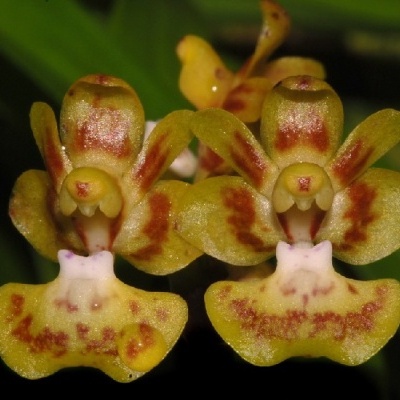 Flores de orquídea amarelas com manchas castanhas e detalhes rosados