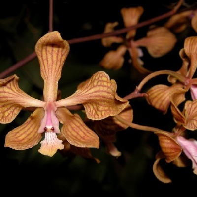 Flor orquídea castanha com padrões avermelhados e detalhes rosa no centro