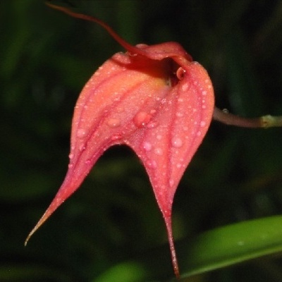 Flor rosa com gotas de água e pétalas alongadas