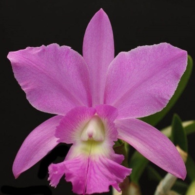 Flor orquídea cor-de-rosa com pétalas largas e textura aveludada
