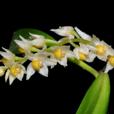 Ramo de flores pequenas brancas e amarelas com folhas verdes