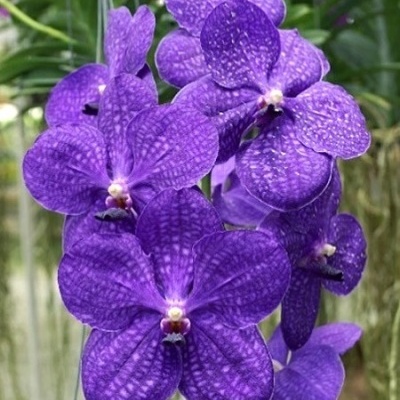 Ramo de orquídeas roxas com textura veiosa e fundo verde desfocado