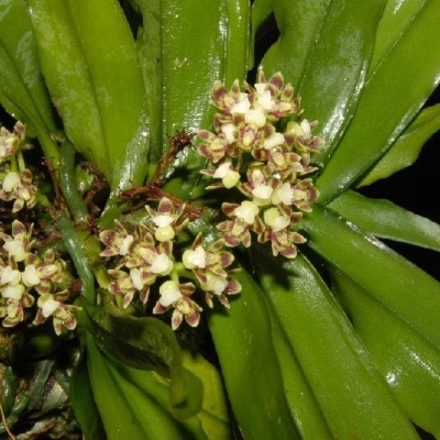 Orquídea com flores creme e folhas verdes montada em casca