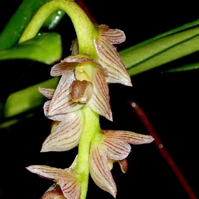Flor orquídea branca e vermelha com detalhes castanhos em fundo preto