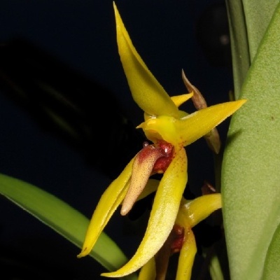 Flor amarela com detalhes castanhos e folhas verdes em fundo negro