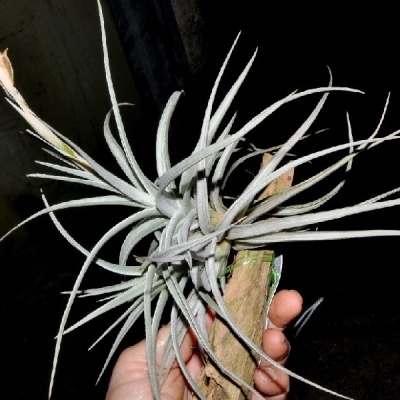 Planta aérea Tillandsia com folhas longas prateadas fixada a madeira