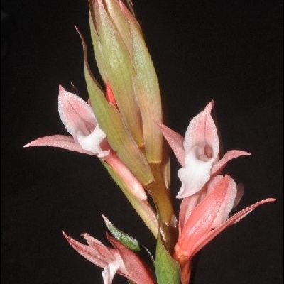 Ramo de flores cor-de-rosa e branco com botões verdes