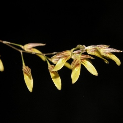 Flor amarela com riscas castanho-avermelhadas em fundo preto